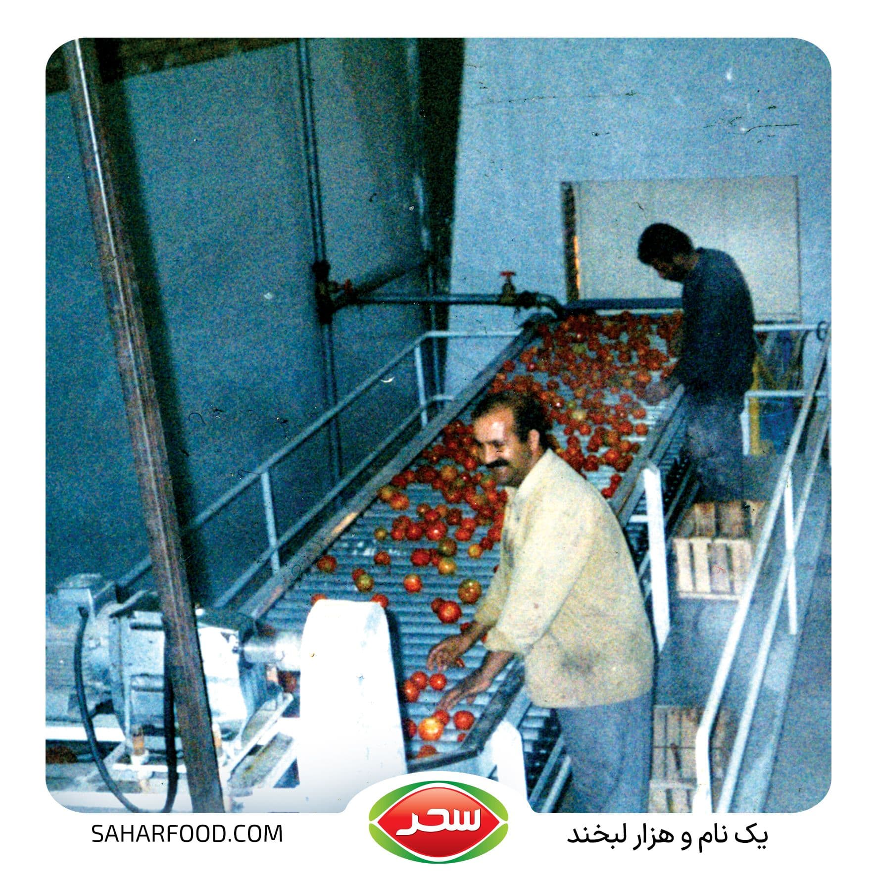 خط رب گوجه فرنگی