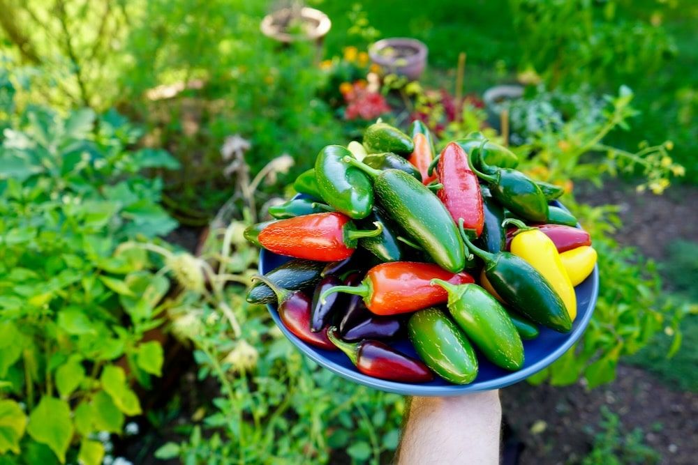 What is a Jalapeño Pepper? Properties and Varieties
