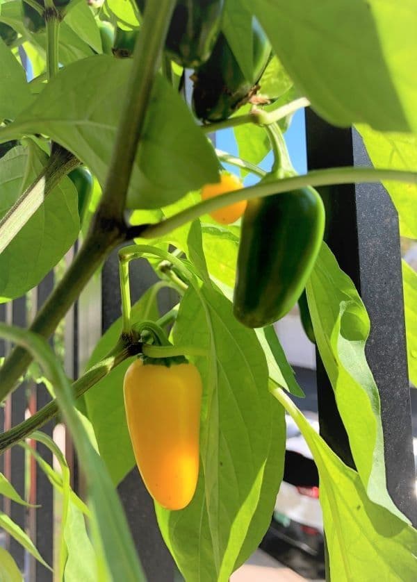 هالوپینو نارنجی