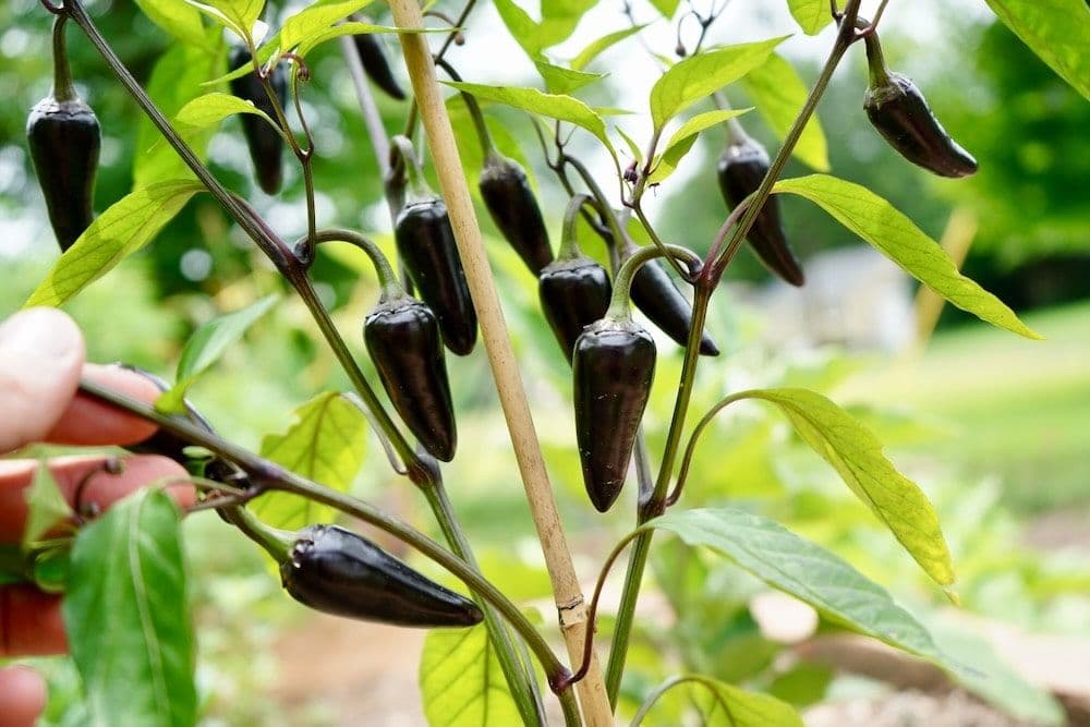 فلفل هالوپینو بنفش