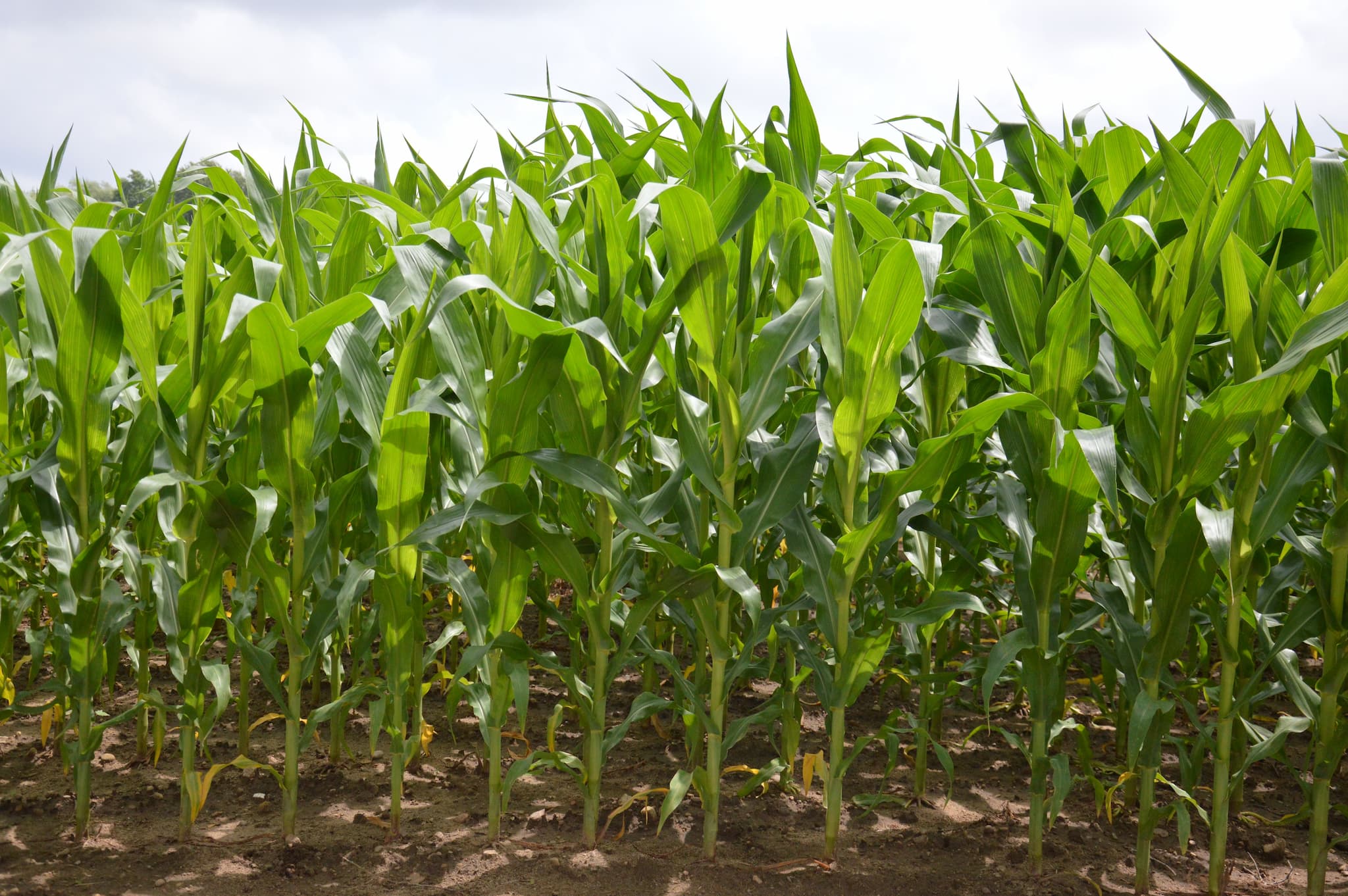 corn-field_0.jpg