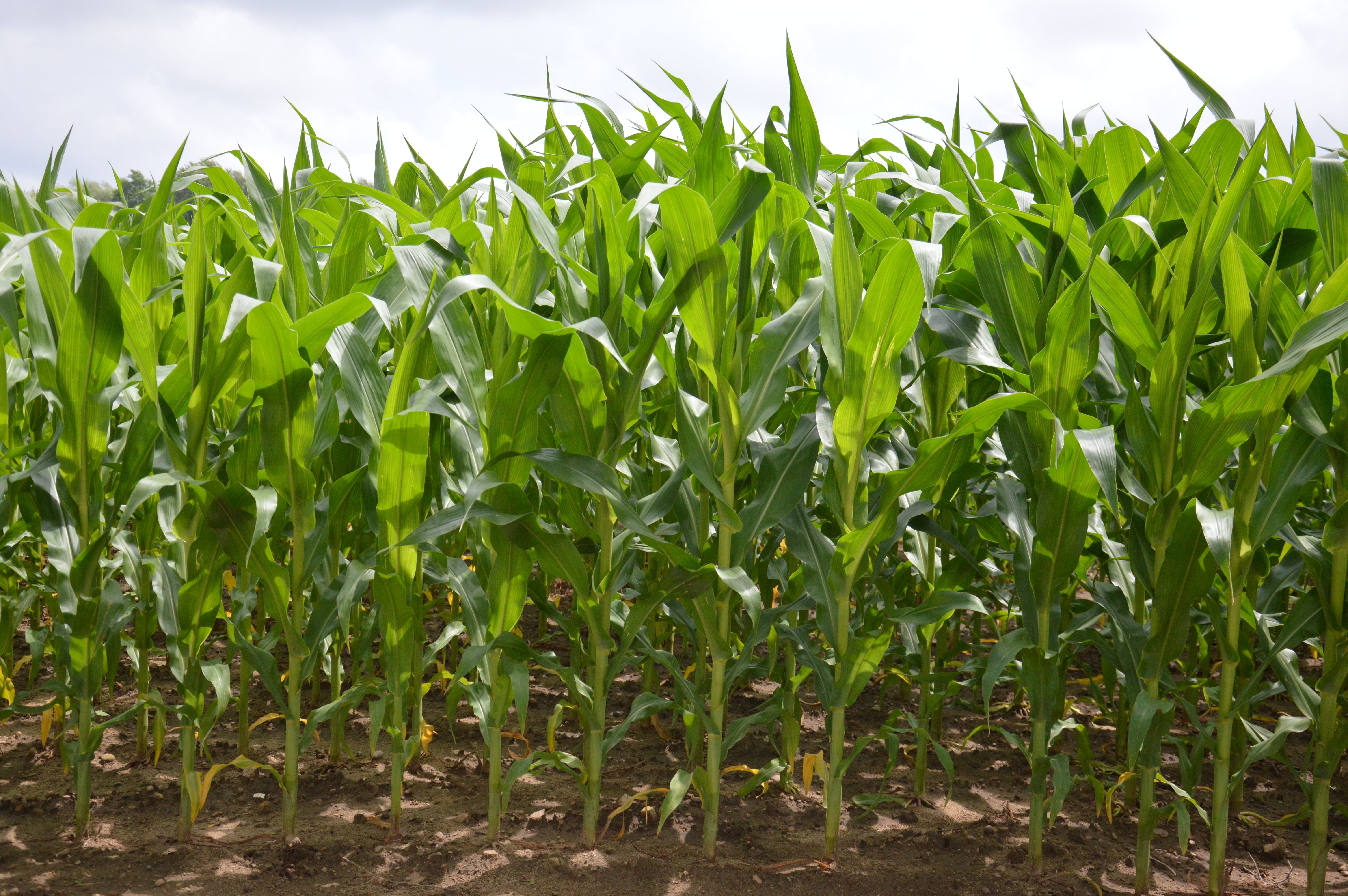 corn-field_0.jpg