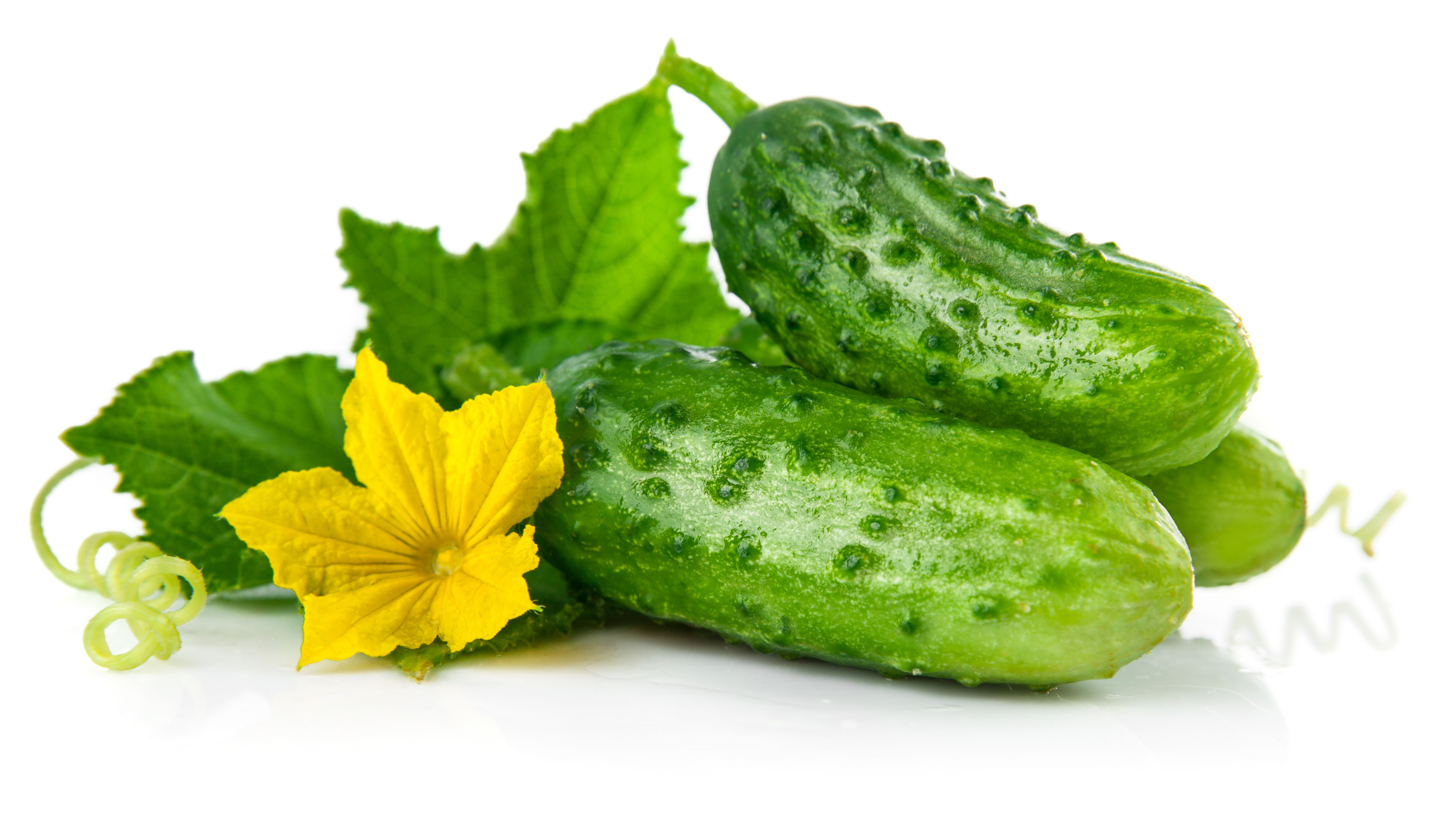 خیار خاردار چیست + عکس و خواص