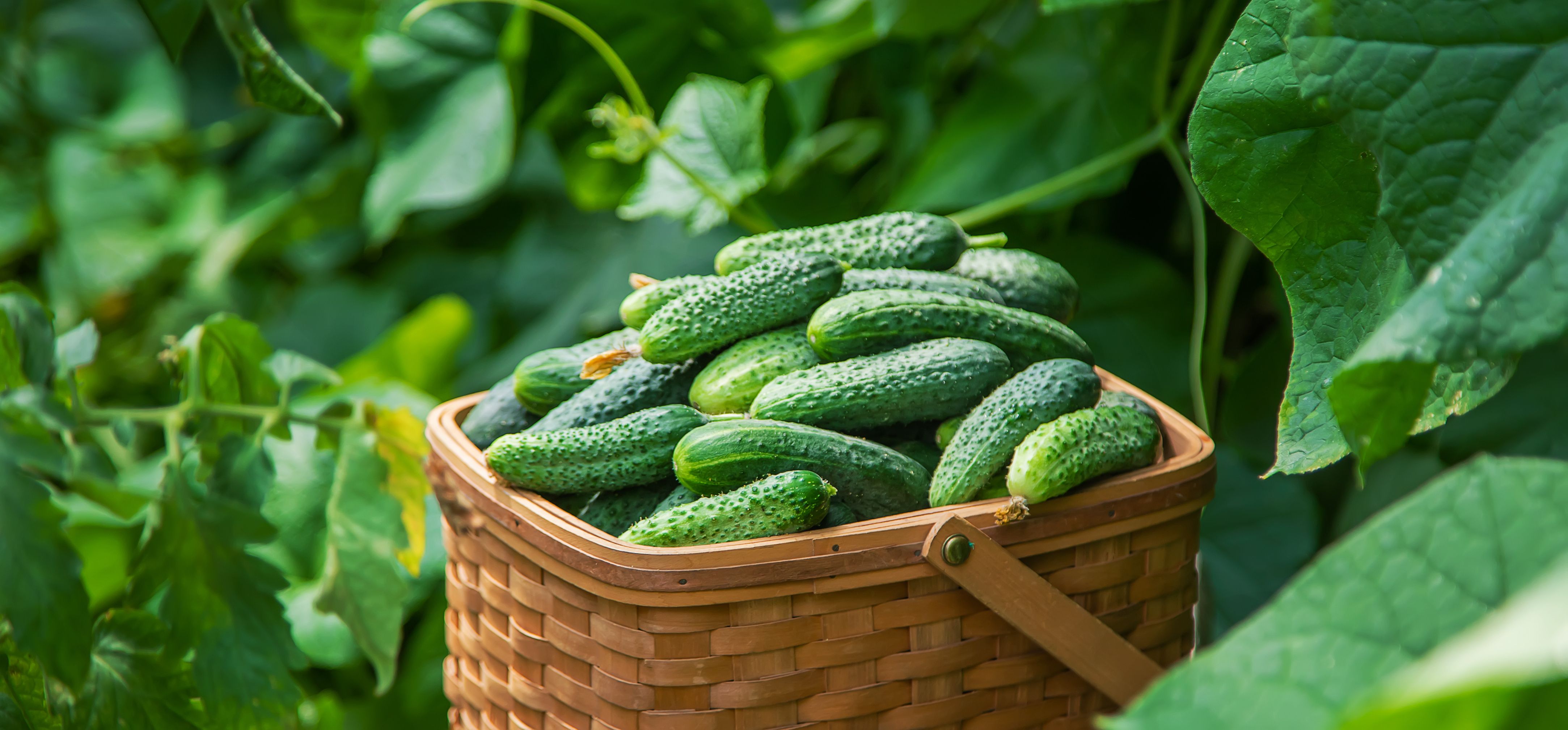 What is Prickly Cucumber? + Images and Properties