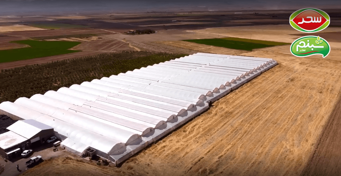 کاشت خیار خاردار در گلخانه