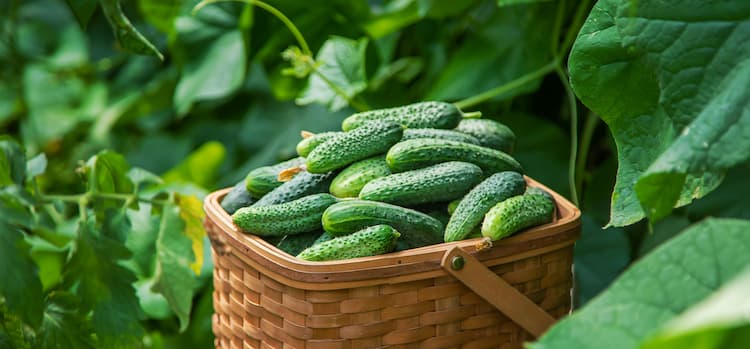 What is Prickly Cucumber? + Images and Properties