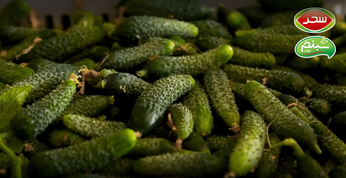 خیار خاردرا 2.png